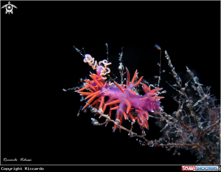 A Flabellina Lilla