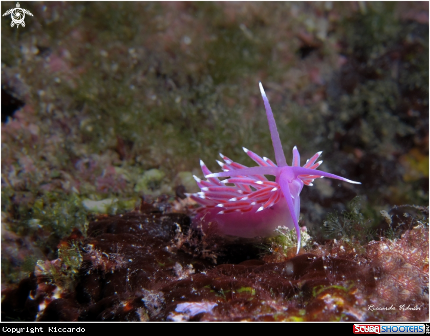 A Flabellina Ischitana