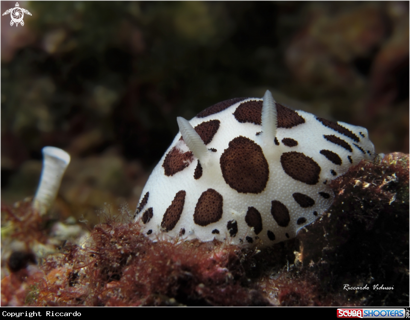 A Discodoris atromaculata