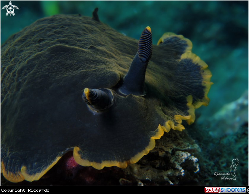 A Dendrodoris Limbata