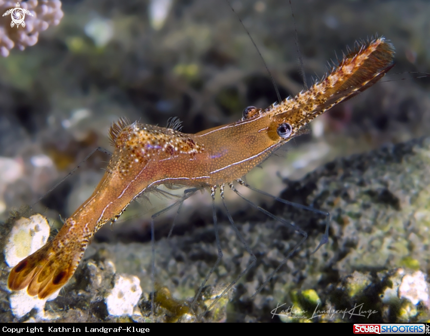 A Donald Duck Shrimp