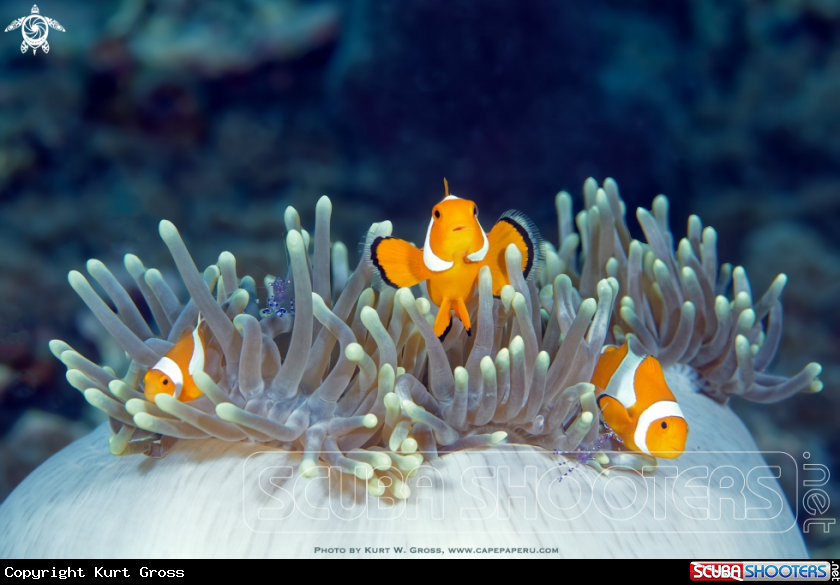 A Clownfish