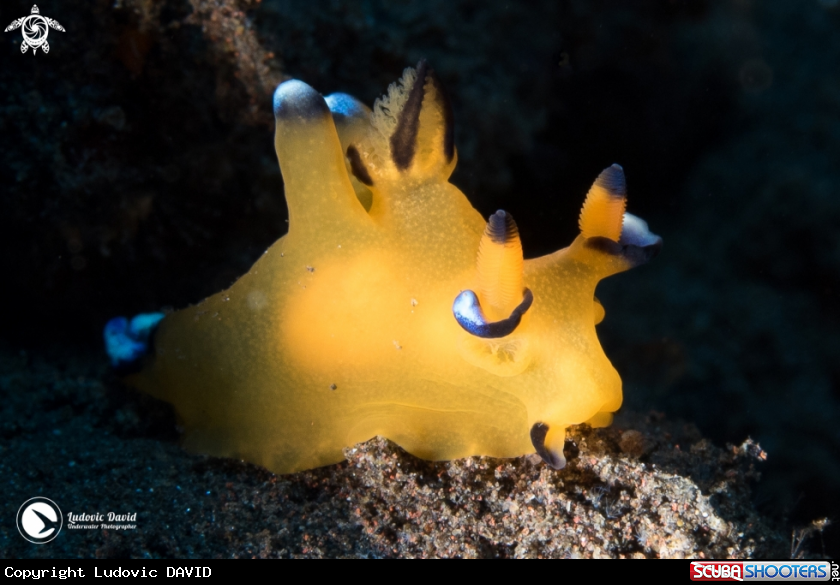 A Pacific Thecacera Nudibranch