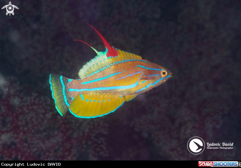 A Yellowfin Flasher