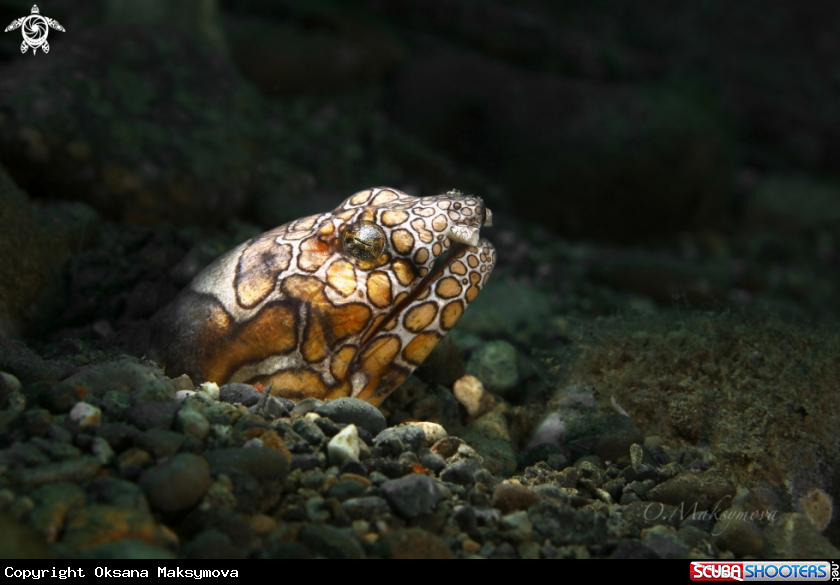 A Napoleon snake ell