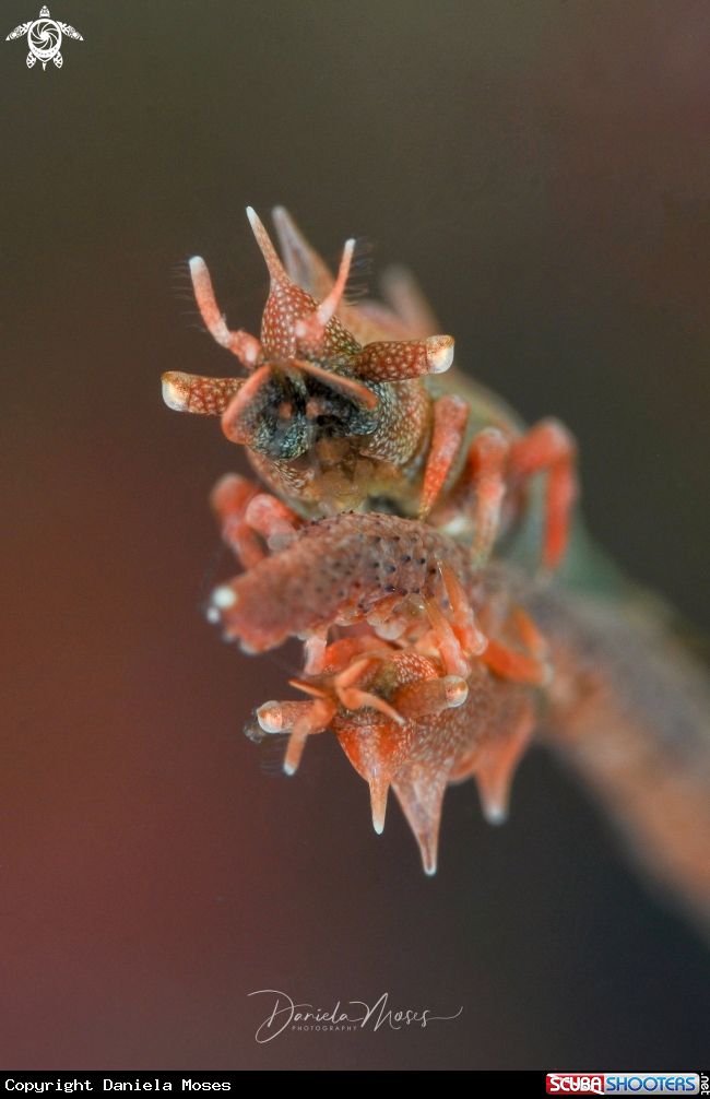 A Dragon Shrimp