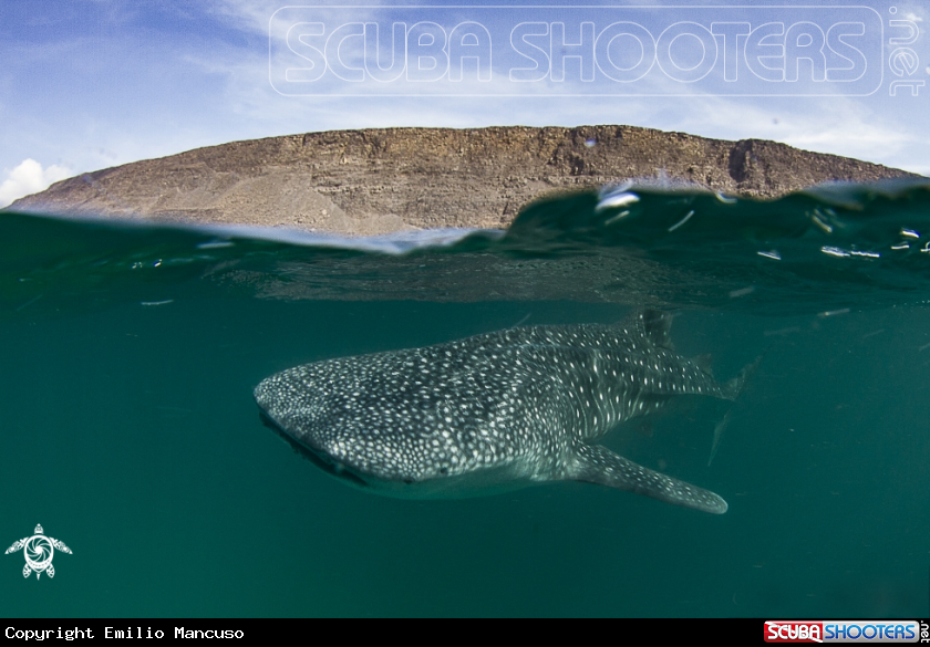 A Whale shark