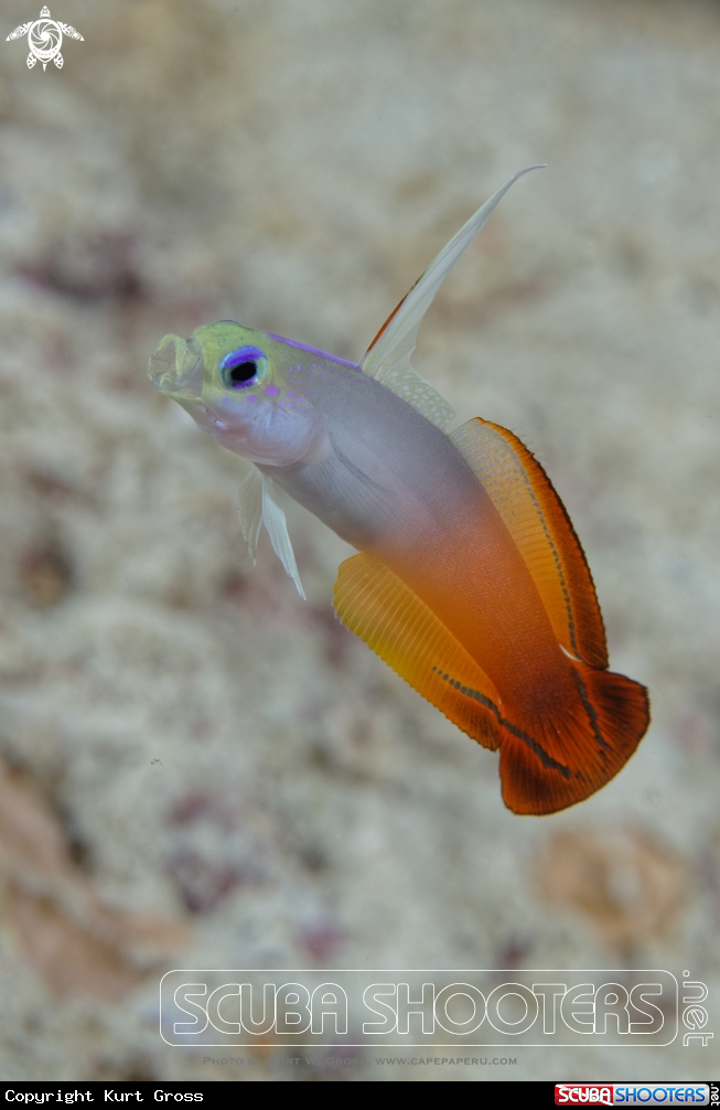 A Fire Dartfish