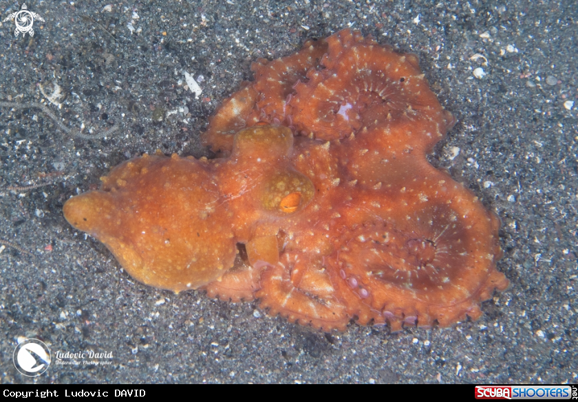 A Starry Night Octopus