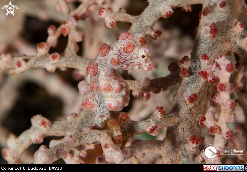 A Pygmy Seahorse