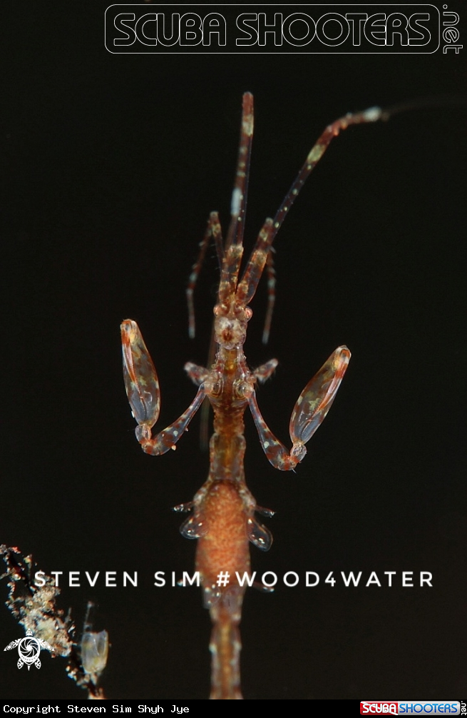 A Skeleton shrimp