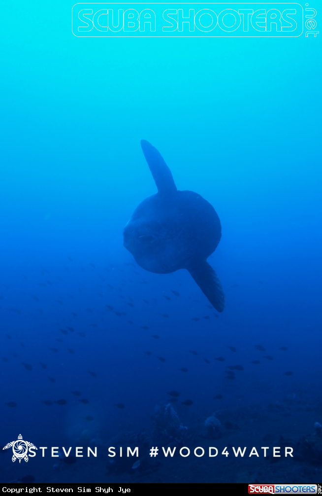 A Mola mola