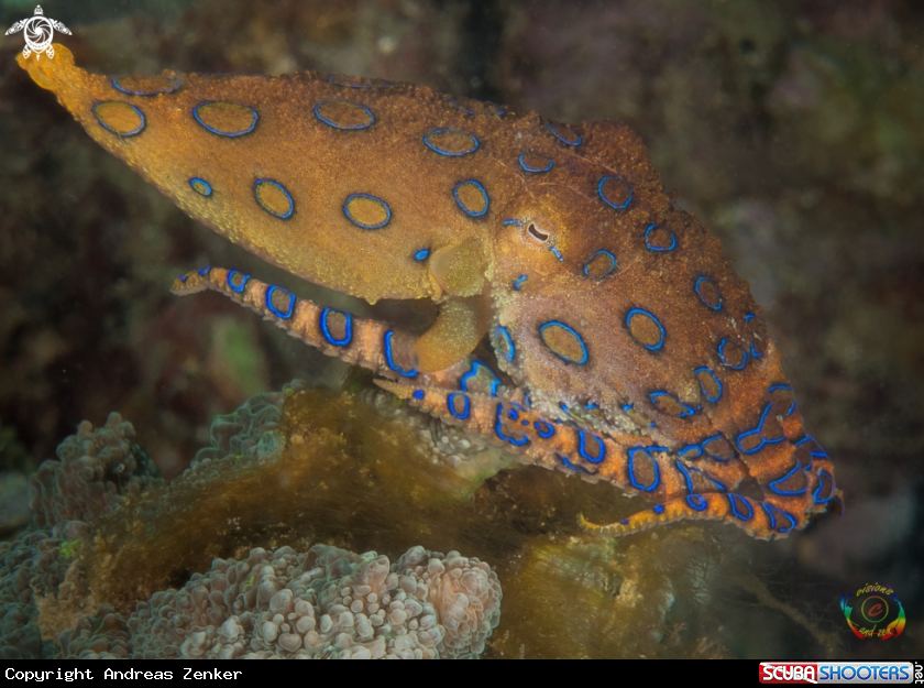 A Blue-ringed octopus