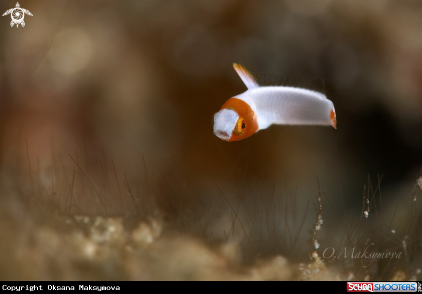 A Juvenile  Spotted parrotfish (Cetoscarus ocellatus)