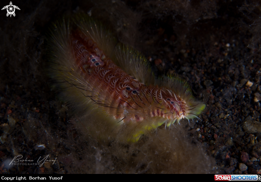 A Fire Worm