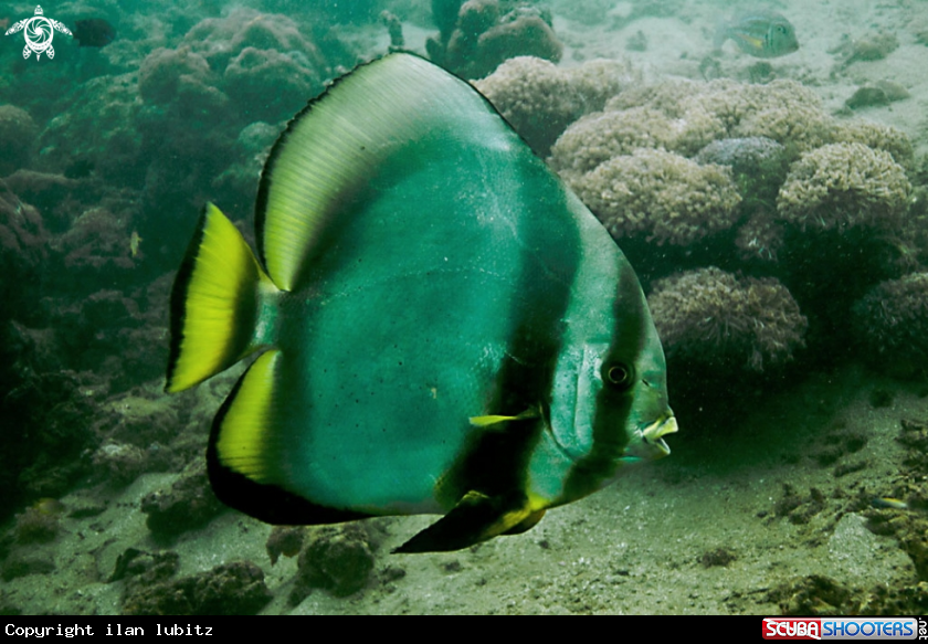 A Longfin spadefish