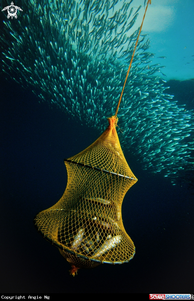 A Fish in Trap