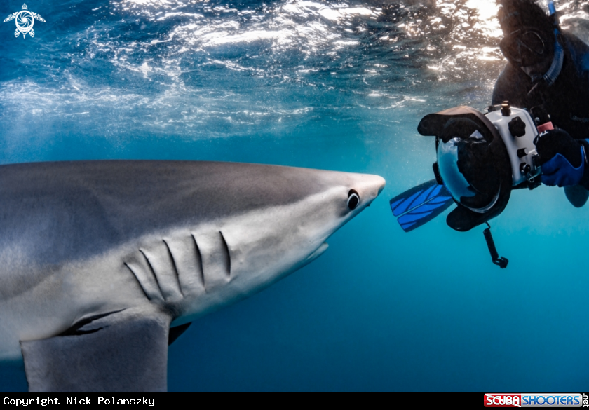 A Blue Shark