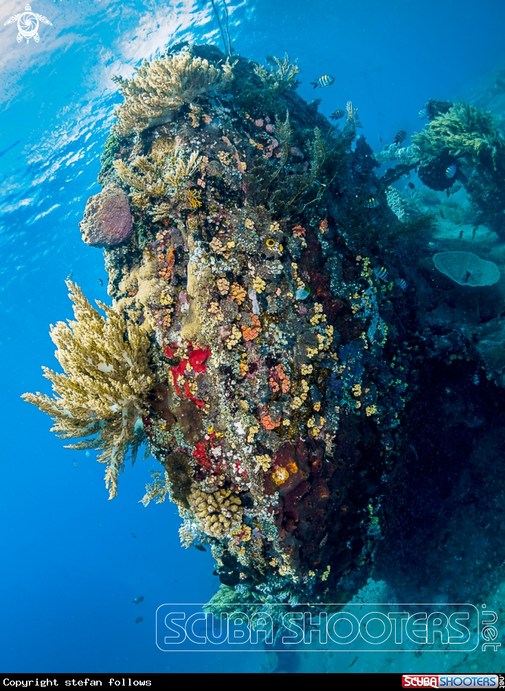 A Japanese Wreck