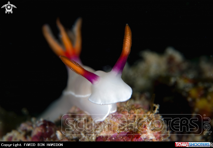 A Hypselodoris bullockii