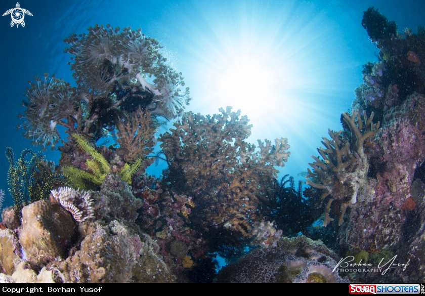 A Coral Reef