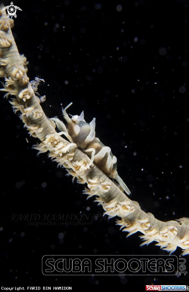 A Zanzibar Whip Coral Shrimp