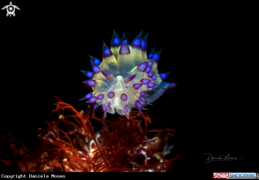 A Janolus 