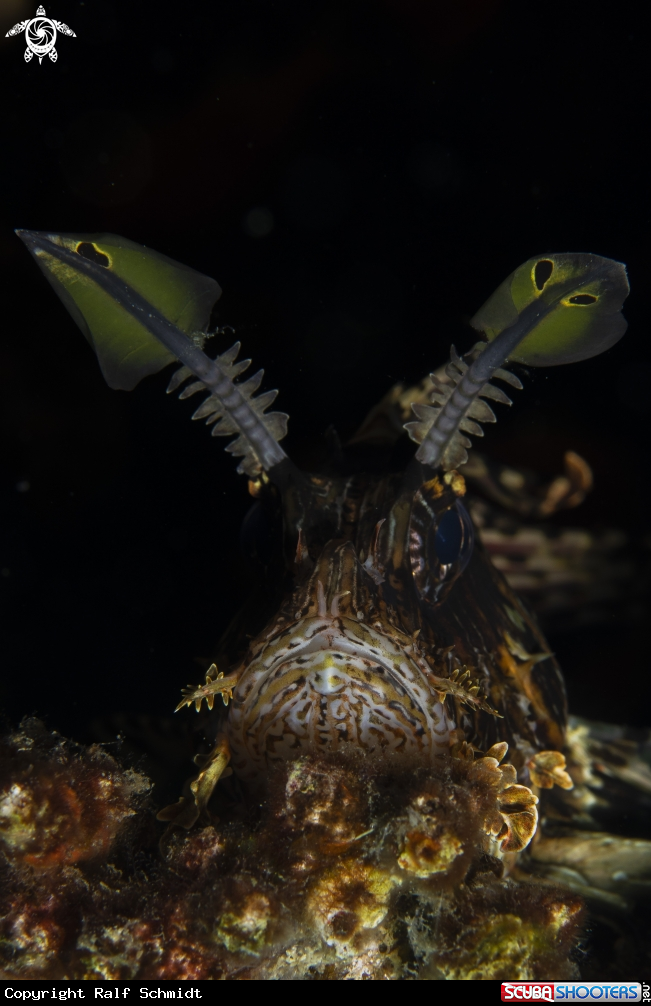 A lionfish