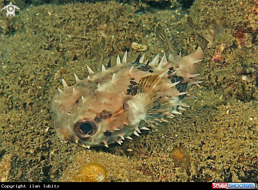 A puffer fish