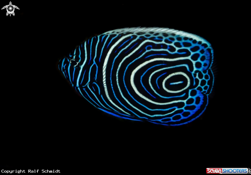 A Kaiserfisch