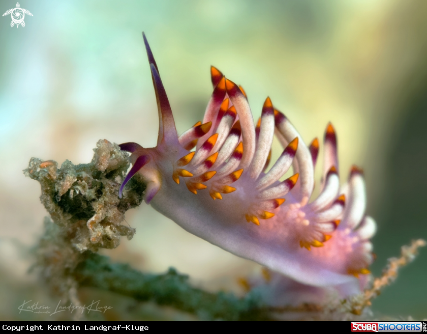 A Nudibranch