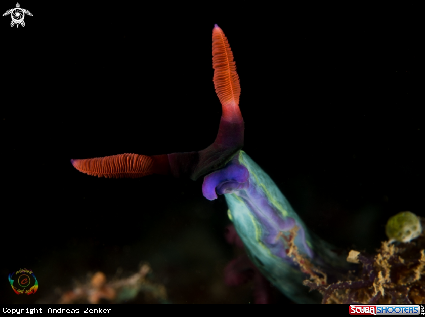 A Chamberlain`s Nembrotha