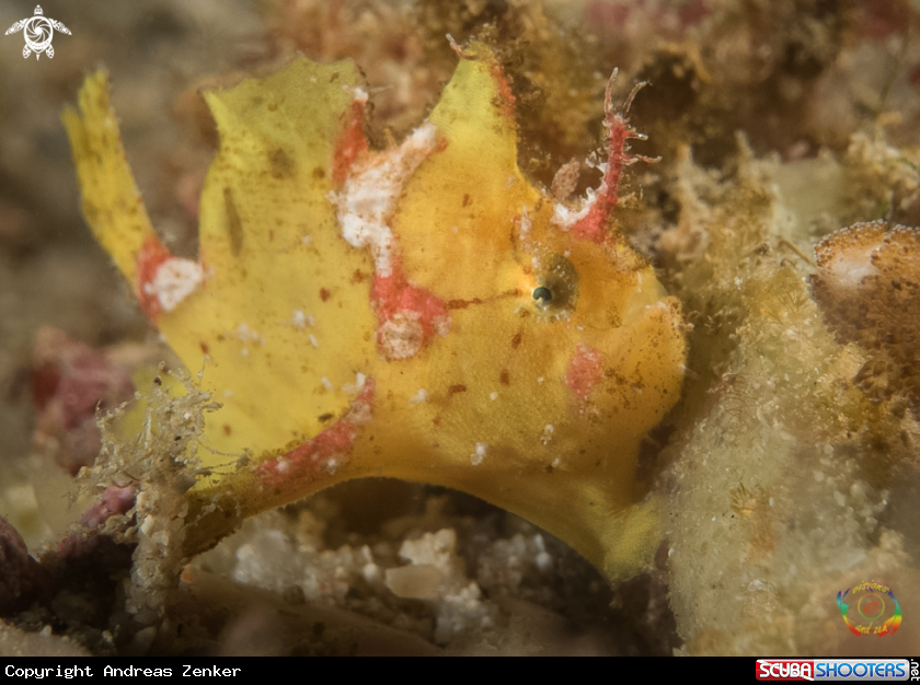 A Occelated frogfish