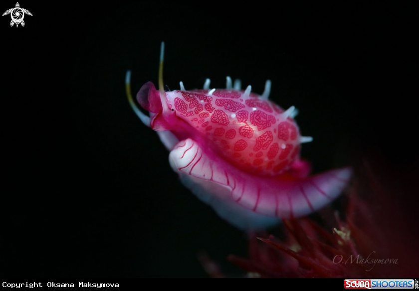 A Cowry allies (Globovula cavanaghi)