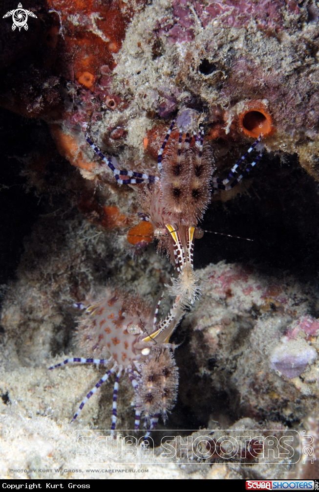 A Marble Shrimp