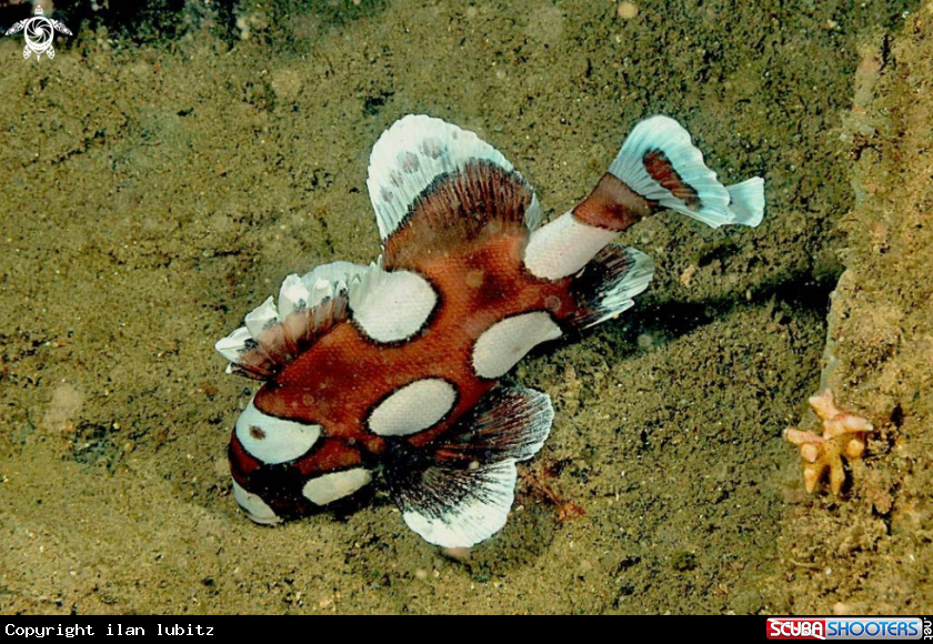 A reef fish