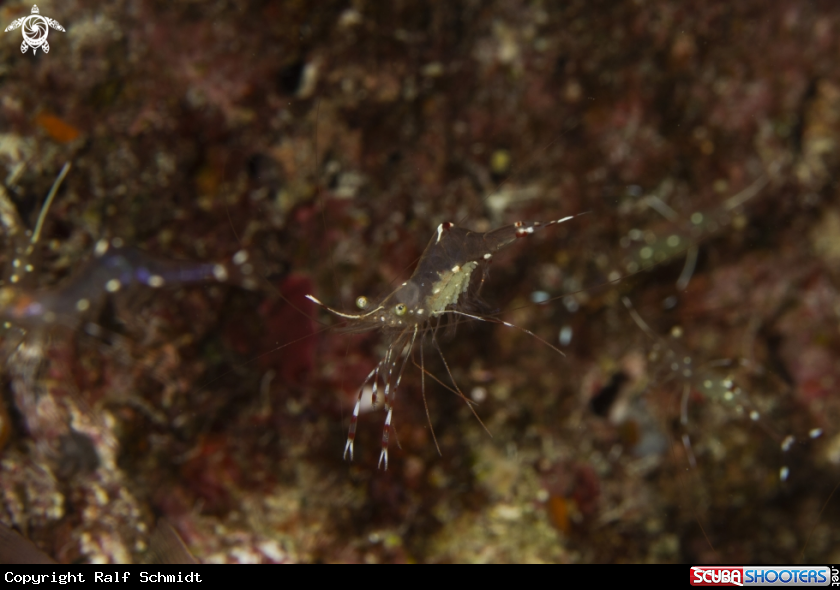 A shrimps