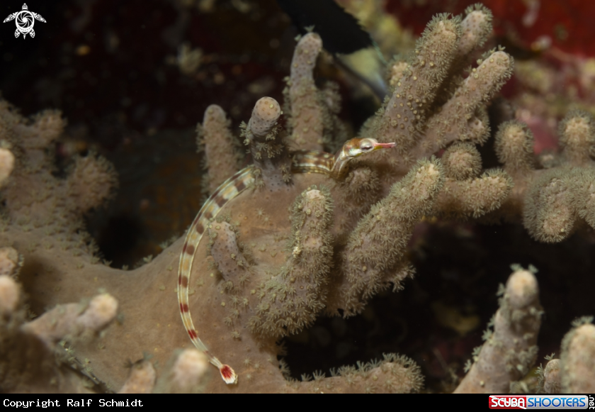 A Syngnathidae