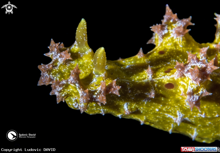 A Thorny Devil Miamira Nudibranch