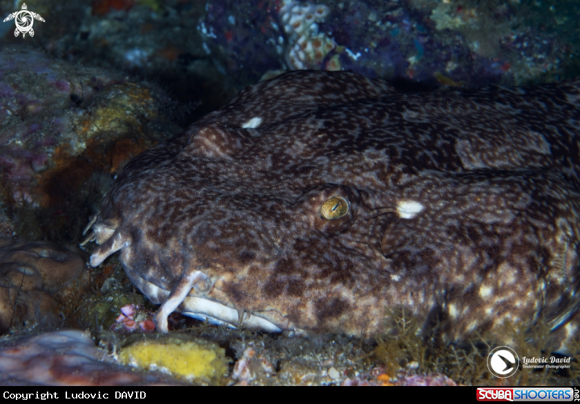 A Indonesian Wobbegong