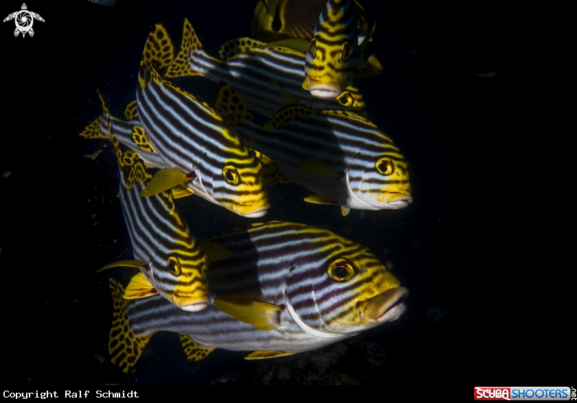 A Fish