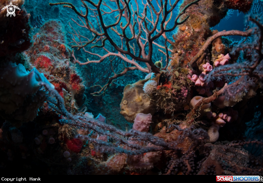 A Longlure Frogfish 