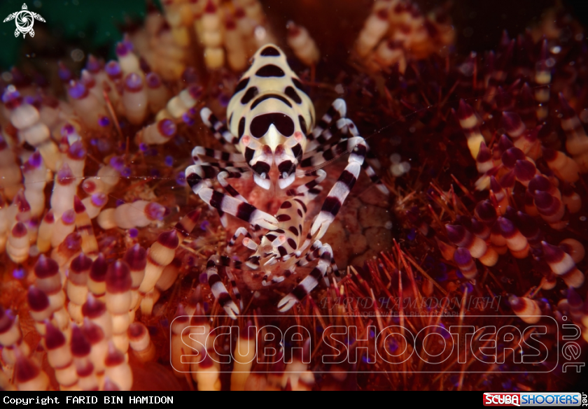 A Coleman Shrimp
