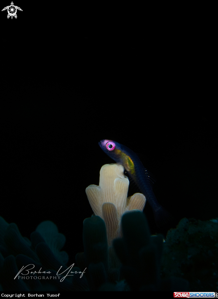 A Pink Eye Goby