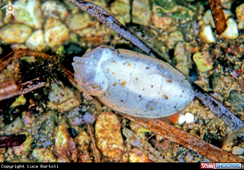 A underwater creature