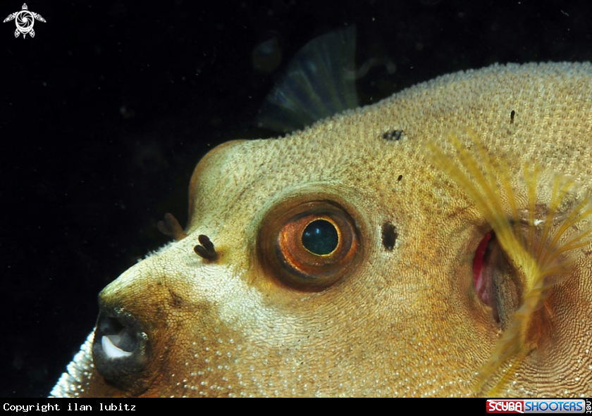 A puffer fish