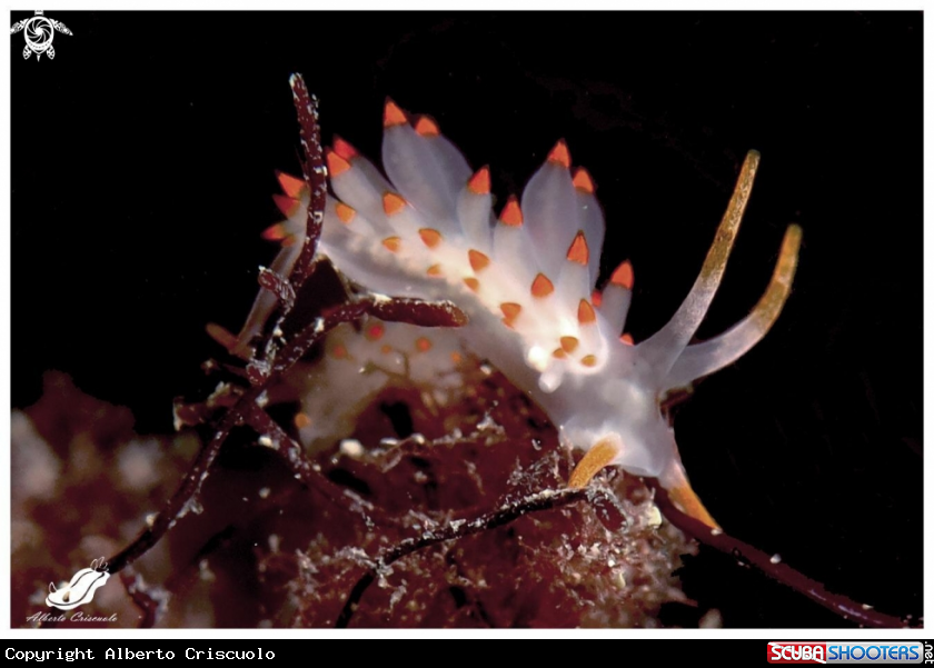 A Eubranchus Farrani