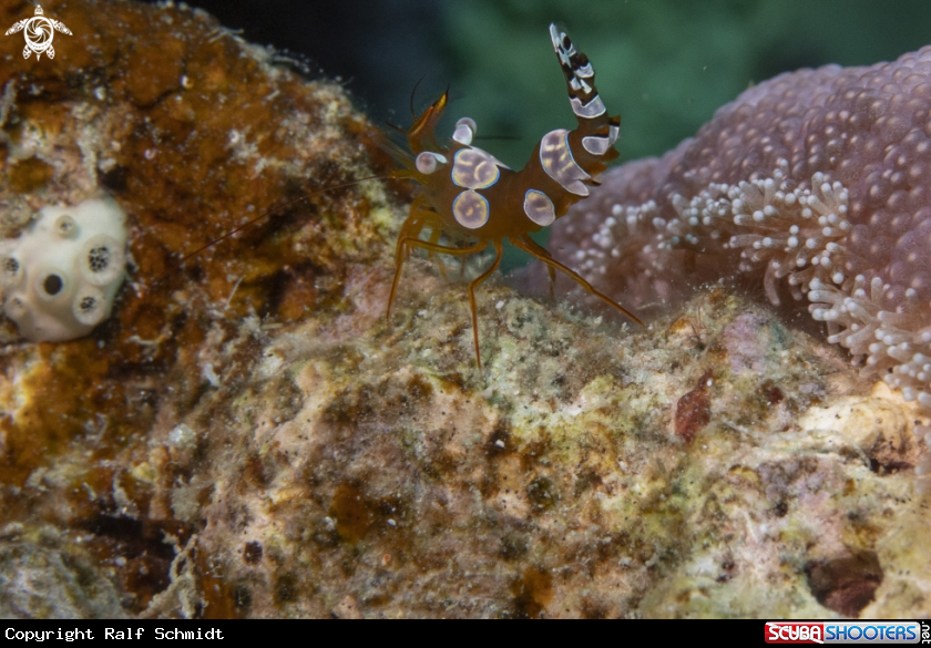 A Thor amboinensis