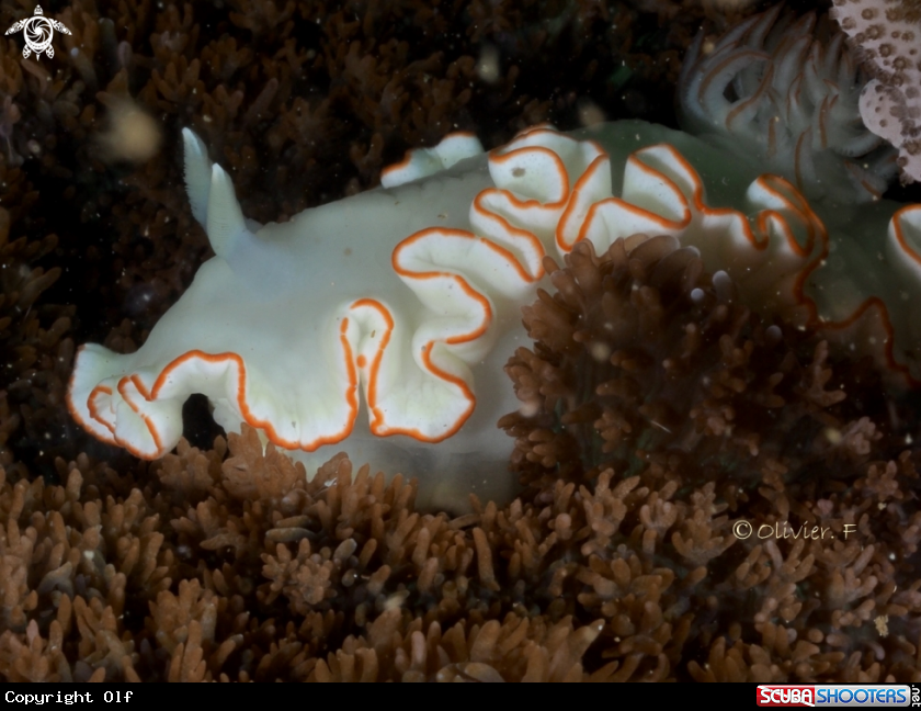A Ardeadoris sp