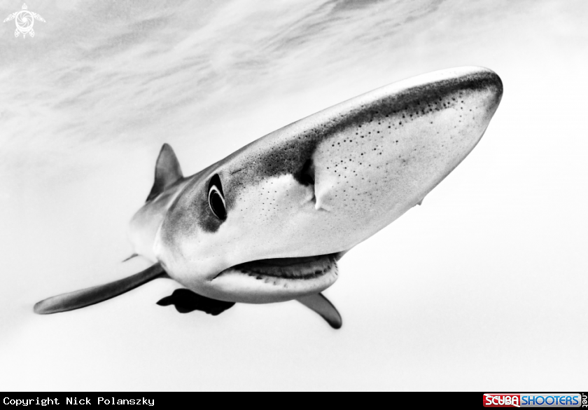 A Blue Shark